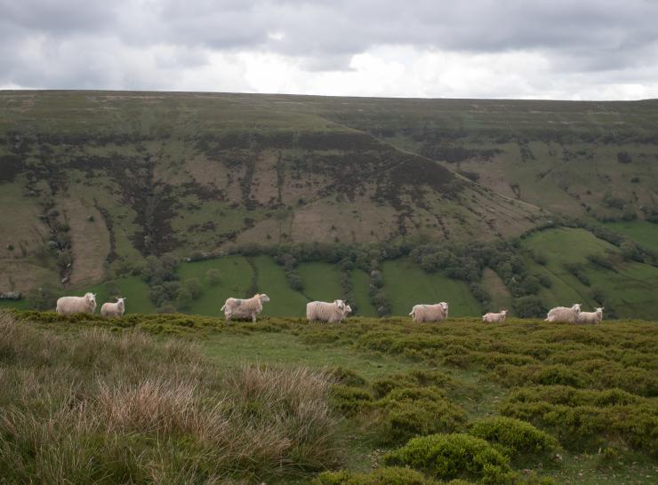Farm