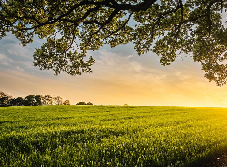 Grassland