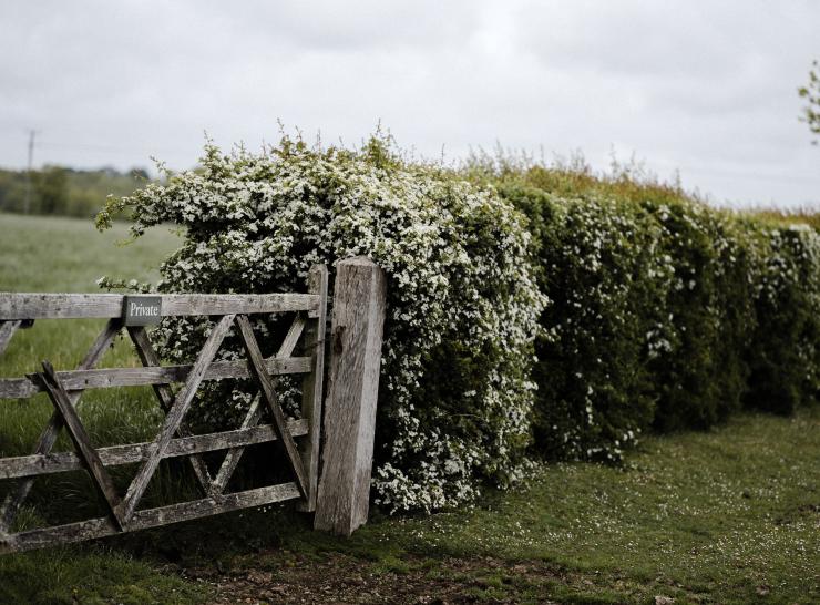 Hedge 1