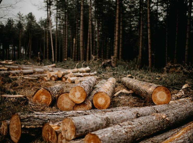 Woodland management