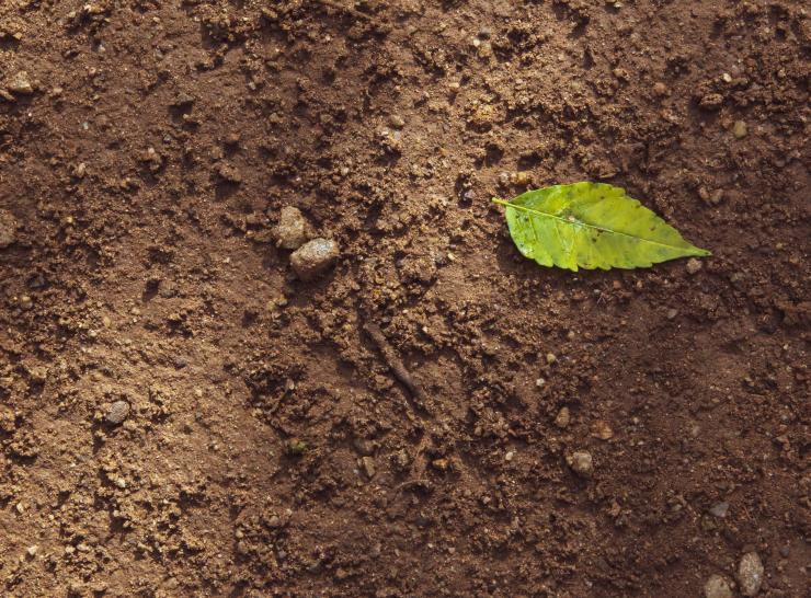 Soil Carbon