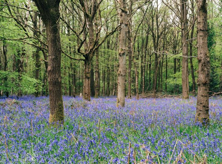 Wood biodiversity