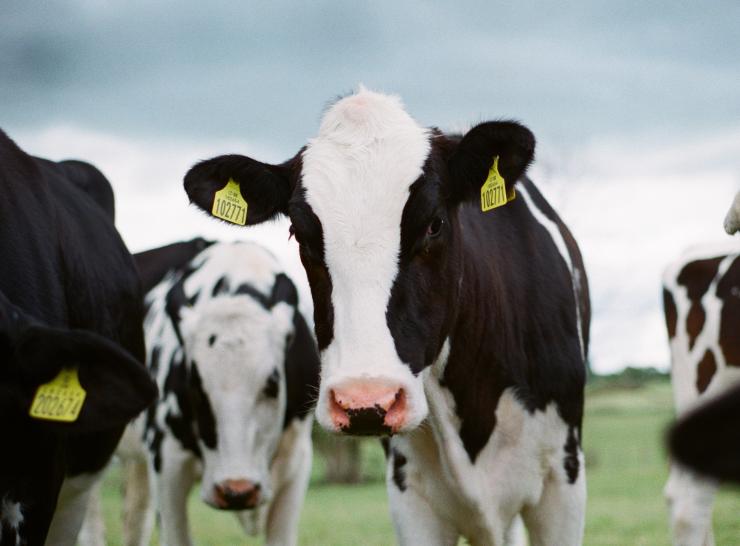 Dairy