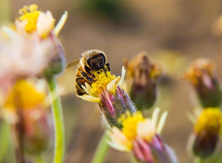 Pollinator