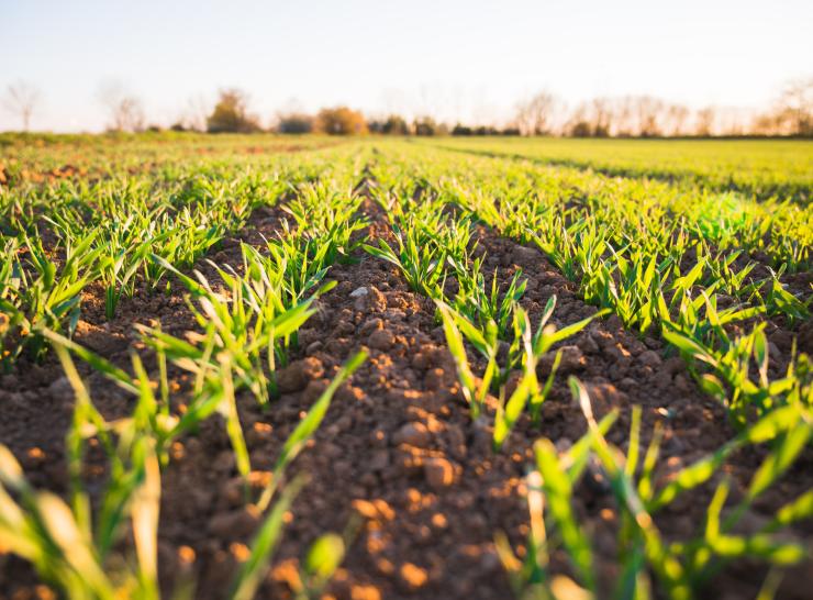 Soil Carbon